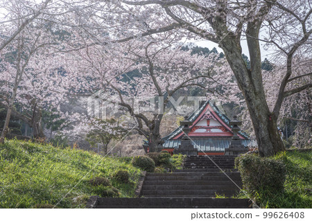 靜岡縣幸德寺富士山、櫻花和油菜花 靜岡縣幸德寺富士山、櫻花和油菜花 99626408