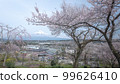 Shizuoka Prefecture Kotokuji Mt. Fuji, cherry blossoms and rape blossoms 99626410