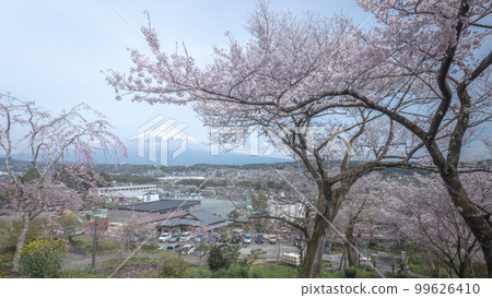 Shizuoka Prefecture Kotokuji Mt. Fuji, cherry blossoms and rape blossoms 99626410