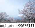 Shizuoka Prefecture Kotokuji Mt. Fuji, cherry blossoms and rape blossoms 99626411