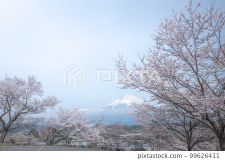 Shizuoka Prefecture Kotokuji Mt. Fuji, cherry blossoms and rape blossoms 99626411