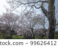 Shizuoka Prefecture Kotokuji Mt. Fuji, cherry blossoms and rape blossoms 99626412