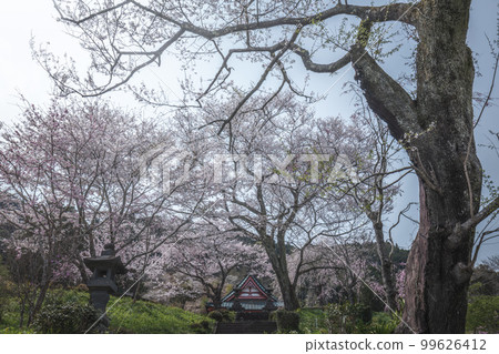 Shizuoka Prefecture Kotokuji Mt. Fuji, cherry blossoms and rape blossoms 99626412