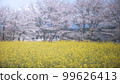 Shizuoka Prefecture Kotokuji Mt. Fuji, cherry blossoms and rape blossoms 99626413