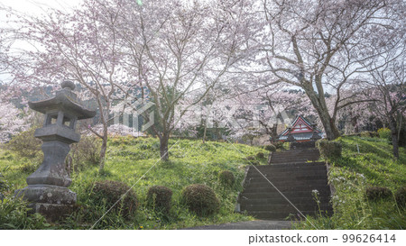 Shizuoka Prefecture Kotokuji Mt. Fuji, cherry blossoms and rape blossoms 99626414