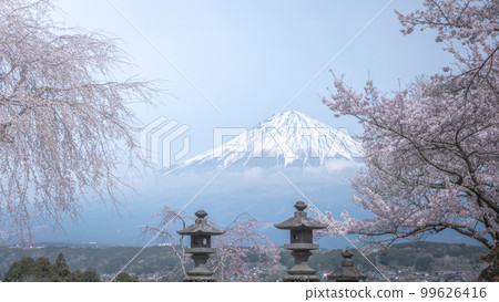 靜岡縣幸德寺富士山、櫻花和油菜花 靜岡縣幸德寺富士山、櫻花和油菜花 99626416