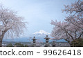 Shizuoka Prefecture Kotokuji Mt. Fuji, cherry blossoms and rape blossoms 99626418