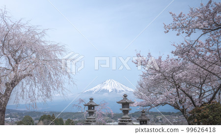Shizuoka Prefecture Kotokuji Mt. Fuji, cherry blossoms and rape blossoms 99626418