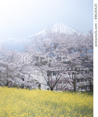 Shizuoka Prefecture Kotokuji Mt. Fuji, cherry blossoms and rape blossoms 99626420