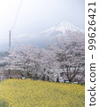 Shizuoka Prefecture Kotokuji Mt. Fuji, cherry blossoms and rape blossoms 99626421
