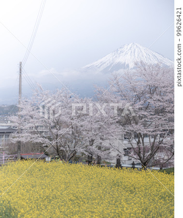 Shizuoka Prefecture Kotokuji Mt. Fuji, cherry blossoms and rape blossoms 99626421