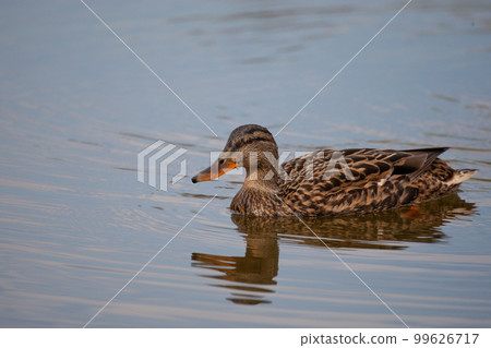 wild duck swims in the lake wild duck swims in the lake 99626717