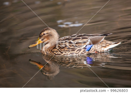 wild duck swims in the lake 99626803