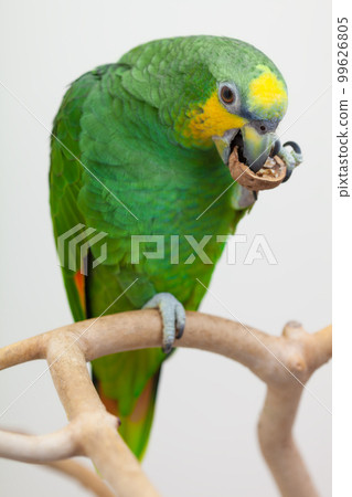 Amazon green parrot eating a nut walnut close up 99626805
