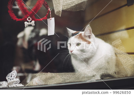 a beautiful cat sits in a shop window and looks. a beautiful cat sits in a shop window and looks. 99626850