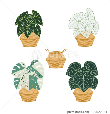 Set of indoor plants in wicker basket. Set of indoor plants in wicker basket. 99627181