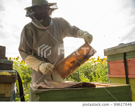 Male beekeeper working in his apiary on a bee farm, beekeeping concept Male beekeeper working in his apiary on a bee farm, beekeeping concept 99627846