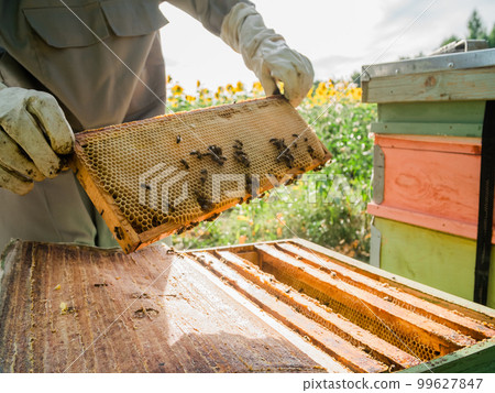 Beekeeper inspecting honeycomb frame at apiary at the summer day. Man working in apiary. Apiculture. Beekeeping concept. 99627847