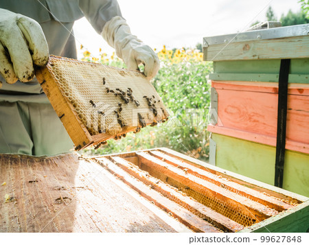 Beekeeper removing honeycomb from beehive. Person in beekeeper suit taking honey from hive. Farmer wearing bee suit working with honeycomb in apiary. Beekeeping in countryside - organic farming Beekeeper removing honeycomb from beehive. Person in beekeeper suit taking honey from hive. Farmer wearing bee suit working with honeycomb in apiary. Beekeeping in countryside - organic farming 99627848
