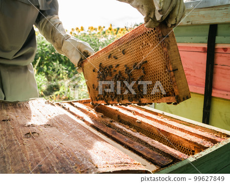 Beekeeper holds a honey cell with bees in his hands. Apiculture and apiary concept Beekeeper holds a honey cell with bees in his hands. Apiculture and apiary concept 99627849