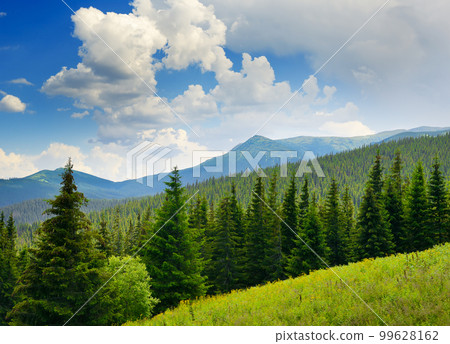 Beautiful pine trees on background high mountains. Beautiful pine trees on background high mountains. 99628162