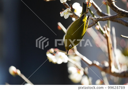White-eye eating nectar from plum blossoms in full bloom 99628789