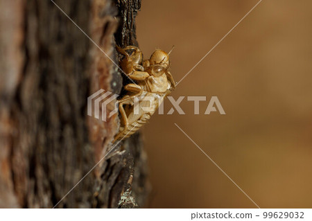 留在紅松樹皮上的昆蟲殼 99629032