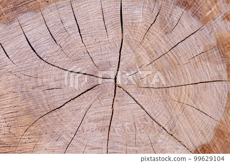 Stump of Akamatsu Stump of Akamatsu 99629104