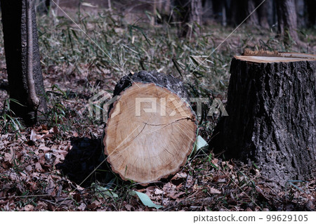 Stump of Akamatsu 99629105