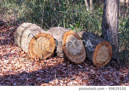 赤鬆的樹樁 99629108