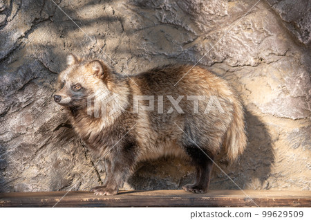 Raccoon dog 99629509