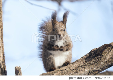 Ezolith on the tree 99629586