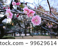 Pink plum blossoms blooming in early spring park 99629614