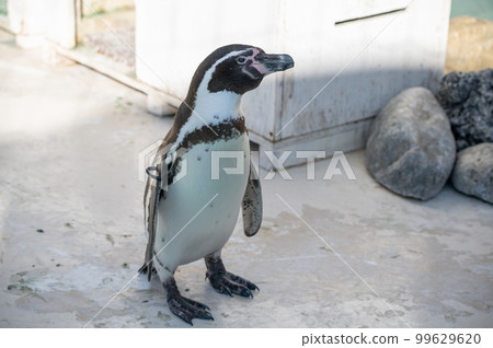 Endangered Humboldt Penguin Endangered Humboldt Penguin 99629620