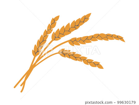 Golden Cereal Stalks with Grains. Ripe Stem of Wheat Ears or Rye Ready To Be Harvested Isolated on White Background 99630179