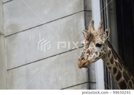 長頸鹿在動物園裡 長頸鹿在動物園裡 99630291