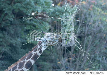 長頸鹿在動物園裡 長頸鹿在動物園裡 99630292