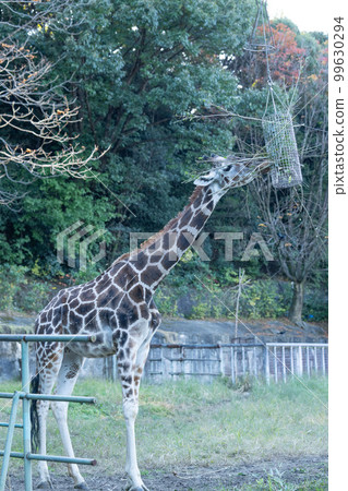 長頸鹿在動物園裡 長頸鹿在動物園裡 99630294