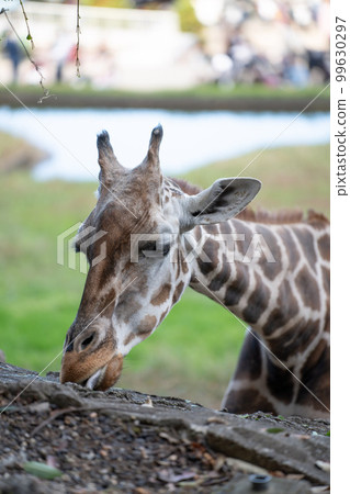 長頸鹿在動物園裡 長頸鹿在動物園裡 99630297