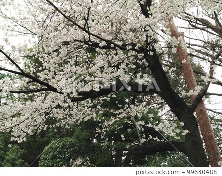 Cherry blossoms in full bloom Photo 99630488