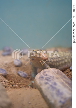 Kokane Otokage Kokane Otokage 99630496