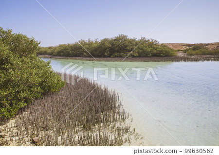 Mangroves trees in Ras Muhammad National Park Egypt 99630562