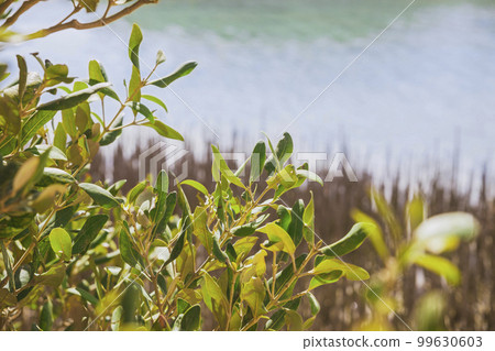 Leaves of a mangrove tree at Ras Mohammed National Reserve in Egypt 99630603