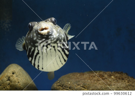 Fugu Sazanami河豚魚鹹水魚白斑河豚 99630612