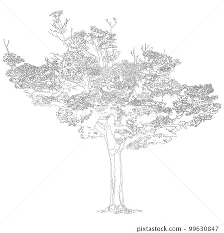 Tree line drawing illustration - Stock Illustration [99630847] - PIXTA