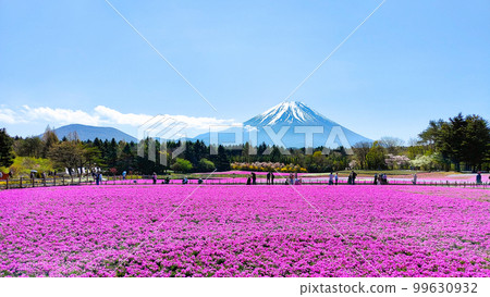 Fuji Shiba cherry-blossom Festival Fuji Shiba cherry-blossom Festival 99630932