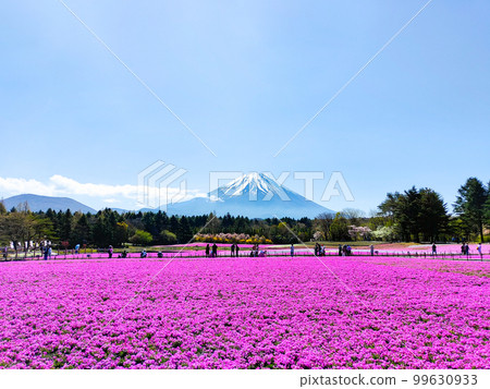 Fuji Shiba cherry-blossom Festival Fuji Shiba cherry-blossom Festival 99630933
