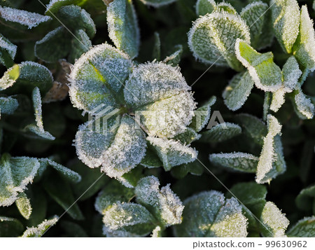 公園裡的白色簇絨有霜 99630962