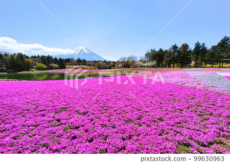 富士柴葉櫻花節 富士柴葉櫻花節 99630963