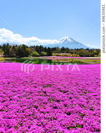 富士柴葉櫻花節 99630981